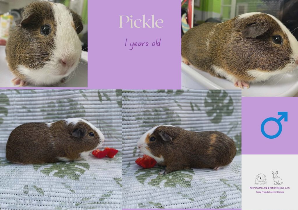 Pickle, 1yo piggie is looking for his forever home