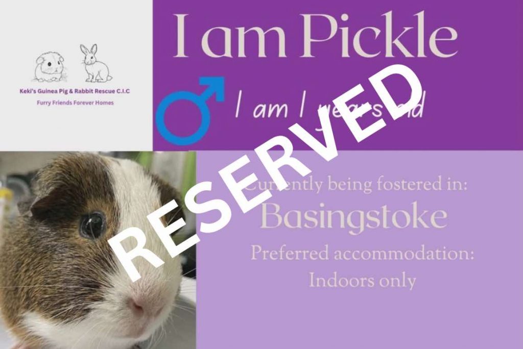 Pickle, 1yo has been reserved