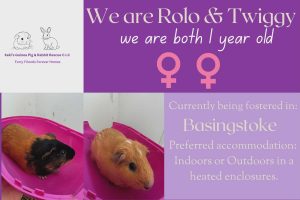 Rolo and Twiggy, 1yo piggies are looking for their forever home