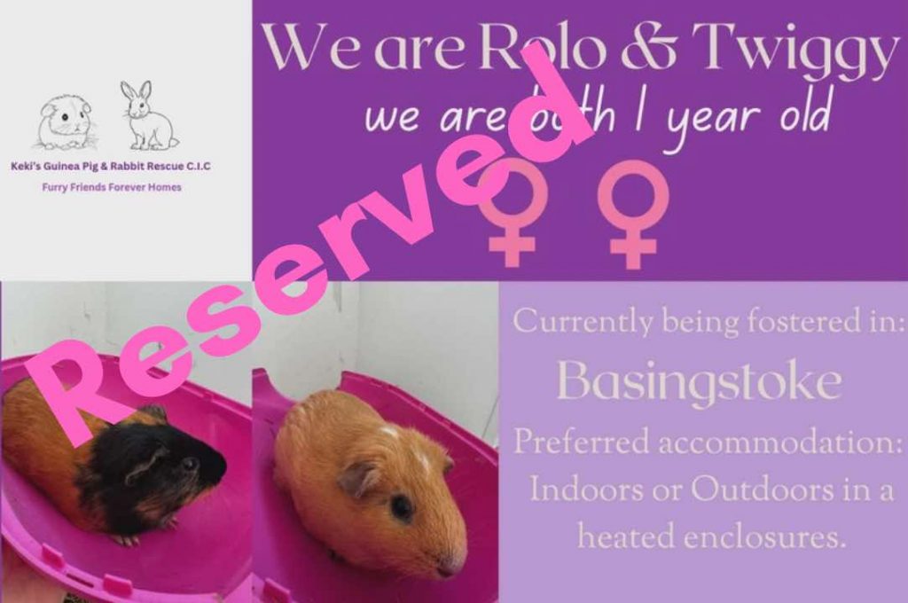 Rolo and Twiggy, 1yo piggies have been reserved