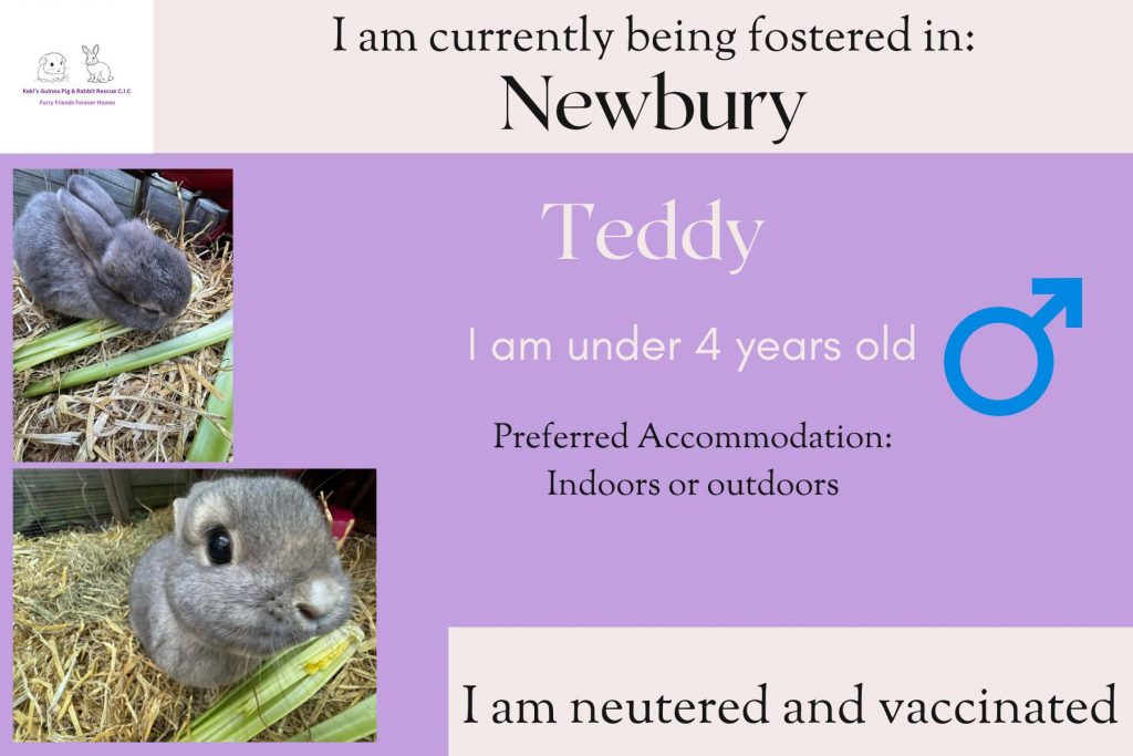 Teddy, under 1yo bunny is looking for his forever home