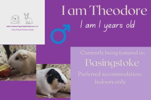 Theodore, 1 yo piggie is looking for a forever home