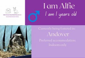 Alfie, 1yo piggie is looking for his forever home