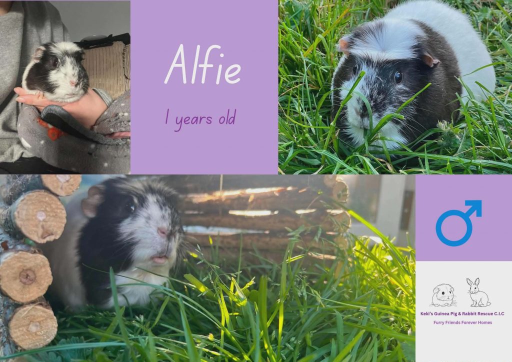 Alfie, 1yo piggie is looking for a forever home with a friend
