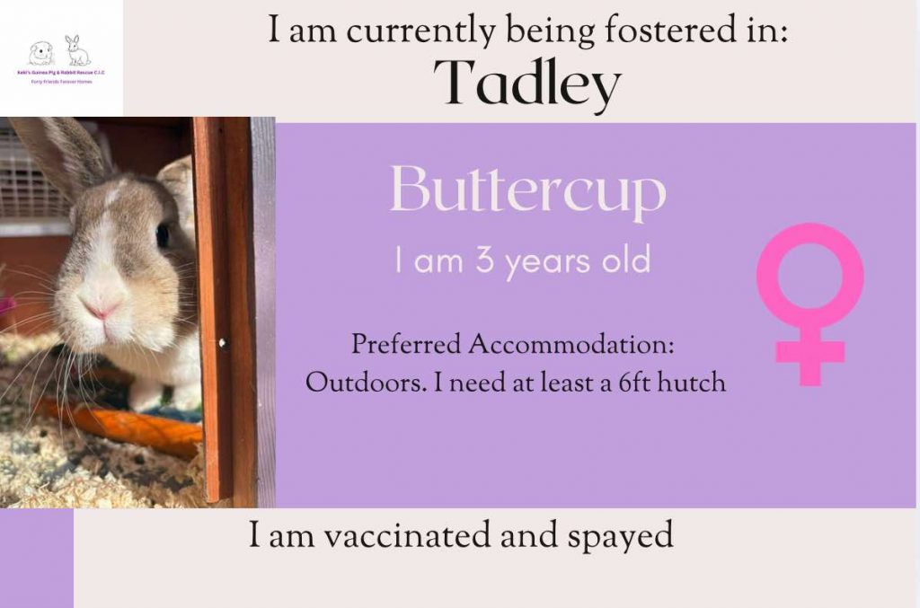 Buttercup, 3yo rabbit is looking for her forever home