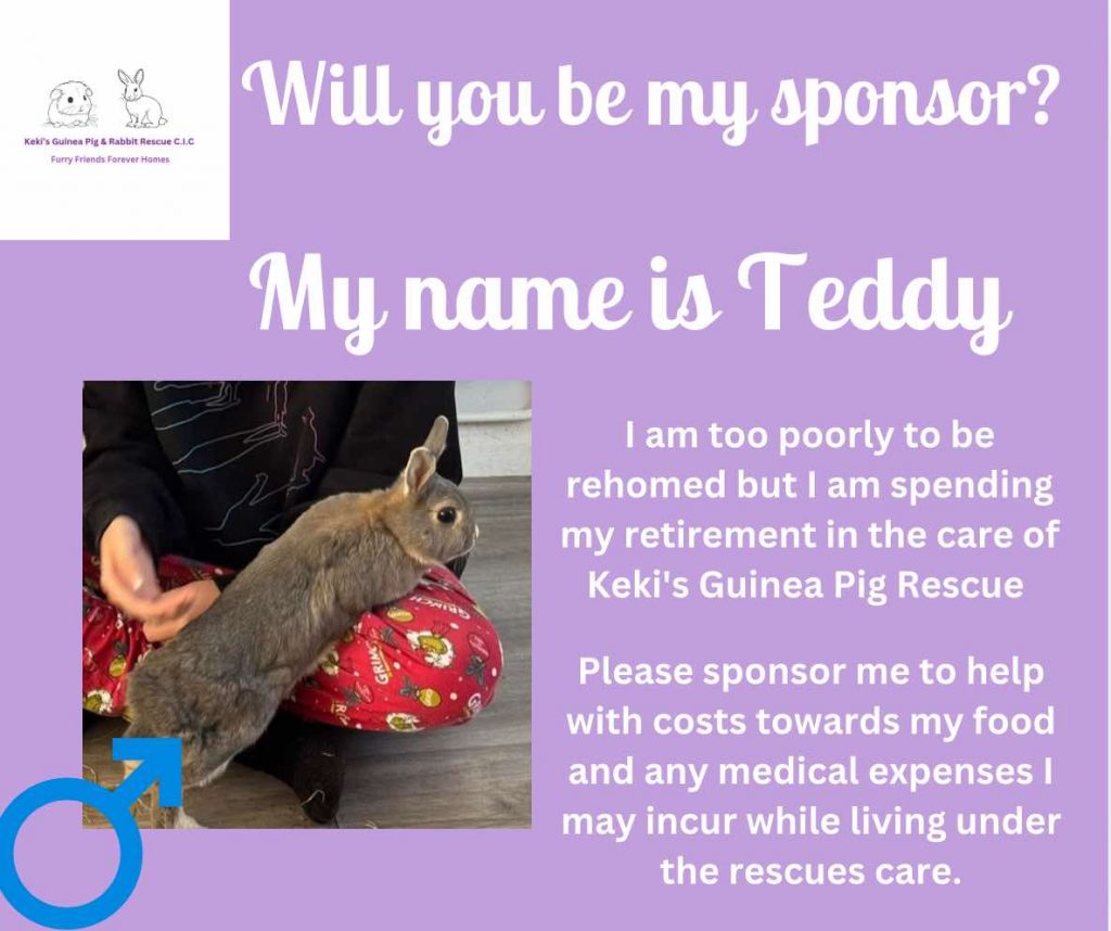 Sponsor Teddy and help towards his ongoing care