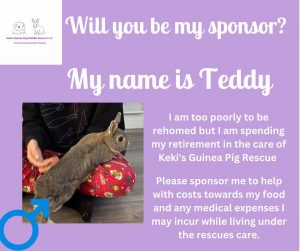 Sponsor Teddy and help towards his ongoing care