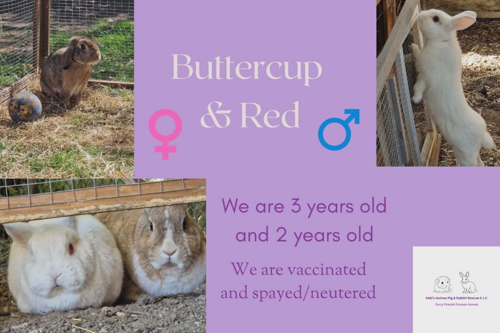 Buttercup and Red, bunnies 3 and 2yo are looking for their forever home