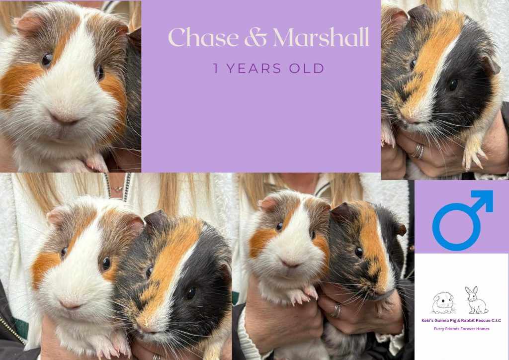 Chase and Marshall, 1yo piggies are looking for their forever home