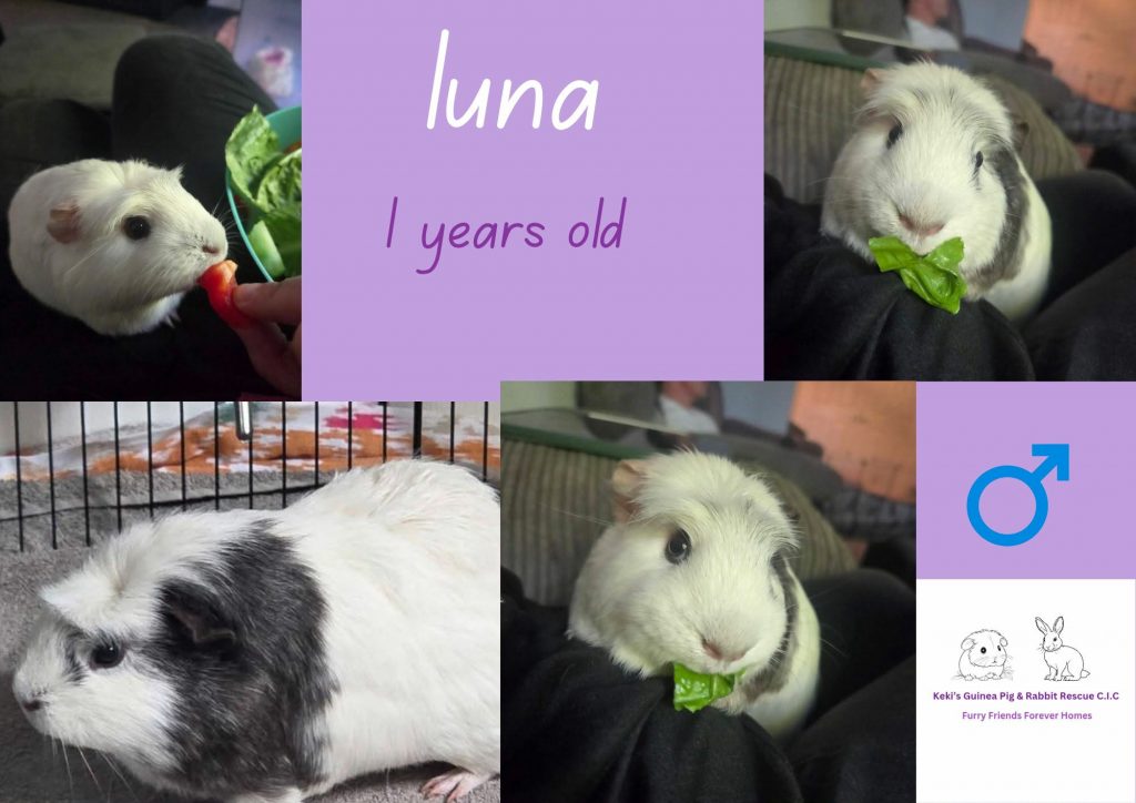 Luna, 1yo piggie is looking for his forever home