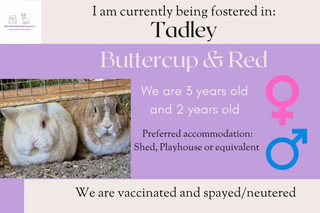 Buttercup and red 3/2yo bunnies looking for their forever home