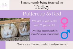 Buttercup and red 3/2yo bunnies looking for their forever home