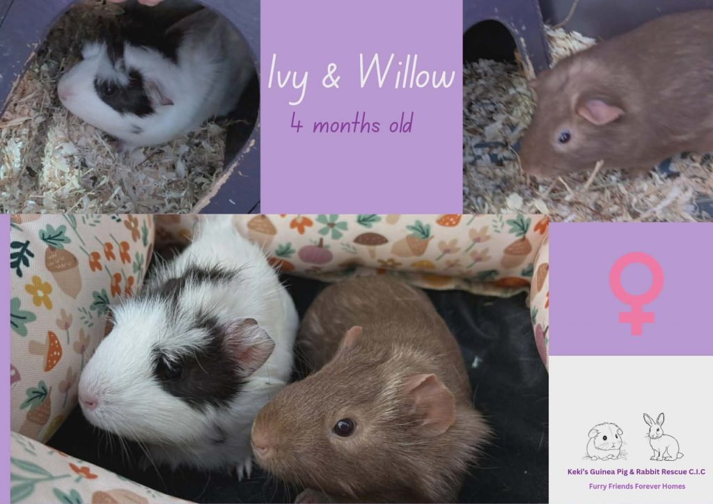Ivy and Willow, 4mo piggies are looking for their forever home