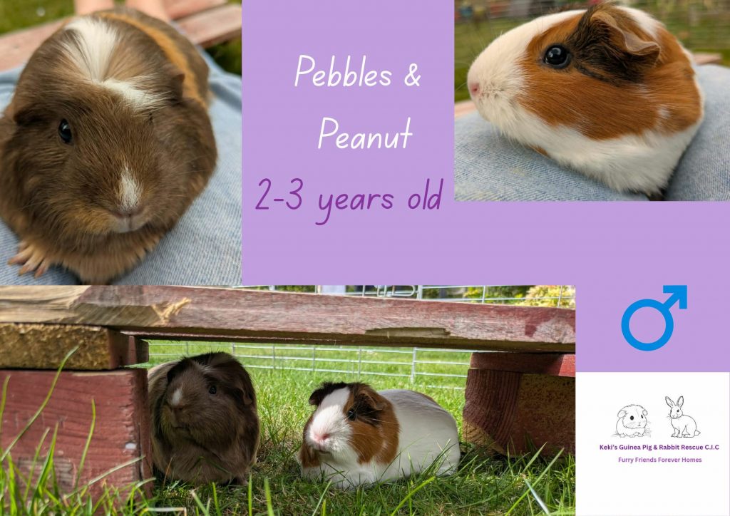 Pebbles and Peanut, 2-3yo piggies are looking for their forever home