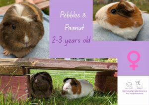 Pebbles and peanut, 2/3yo piggies are looking for their forever home