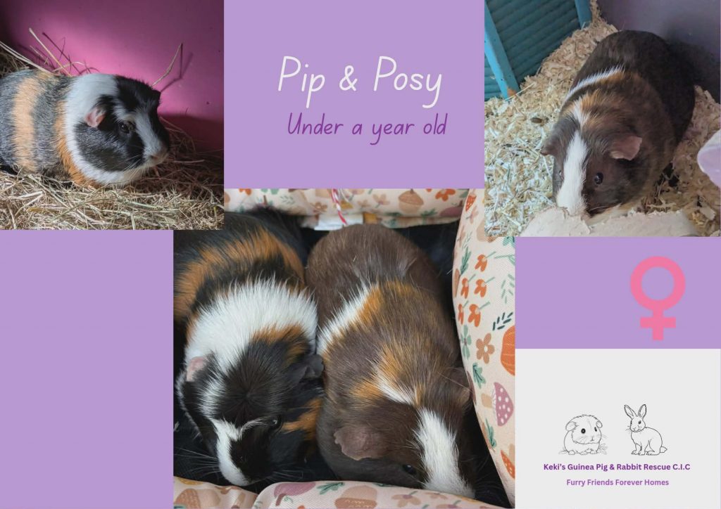 Pip and Posy, under 1yo piggies are looking for their forever home