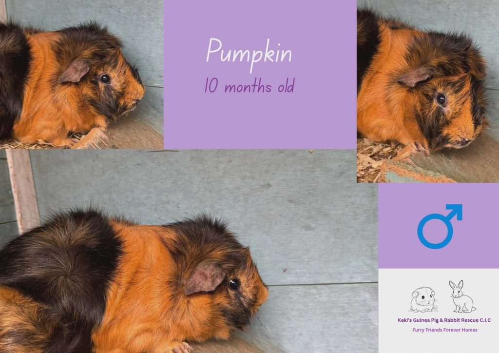 Pumpkin, 10mo piggie is looking for his forever home