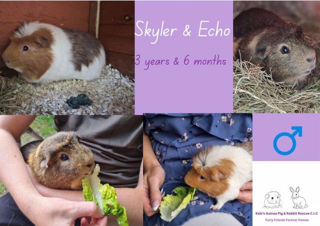 Skyler and Echo, 3yo/5mo piggies are looking for their forever home