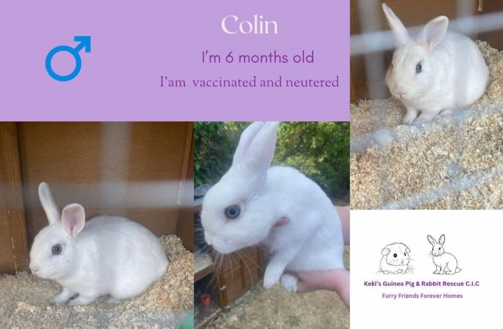 Colin, 6 months old rabbit is looking for his forever home