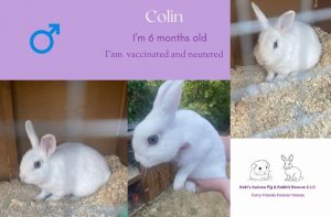 Colin, 6 months old rabbit is looking for his forever home
