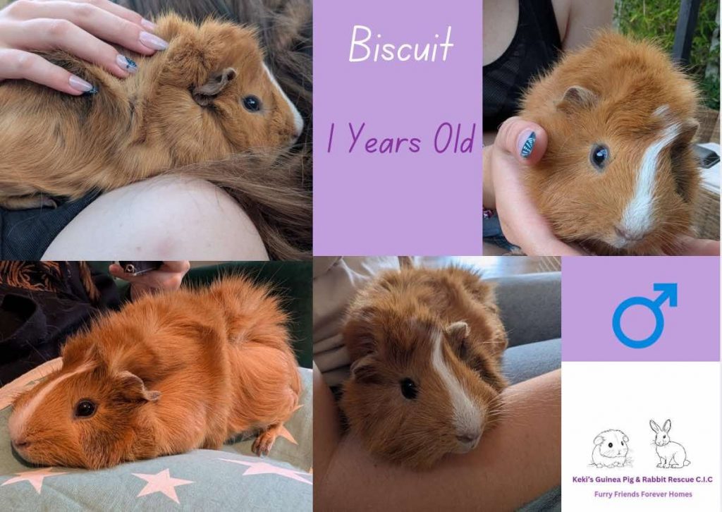Biscuit, 1 year old piggie is looking for his forever home
