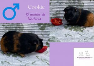 Cookie, 10mo, neutered piggie is looking for his forever home