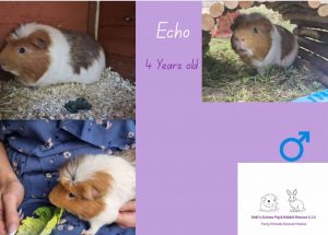 Echo, 4yo piggie is looking for his forever home