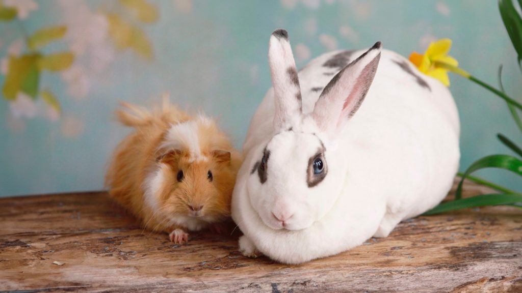 Cute guinea pig and rabbit together (disclaimer, these animals should not be kept together)