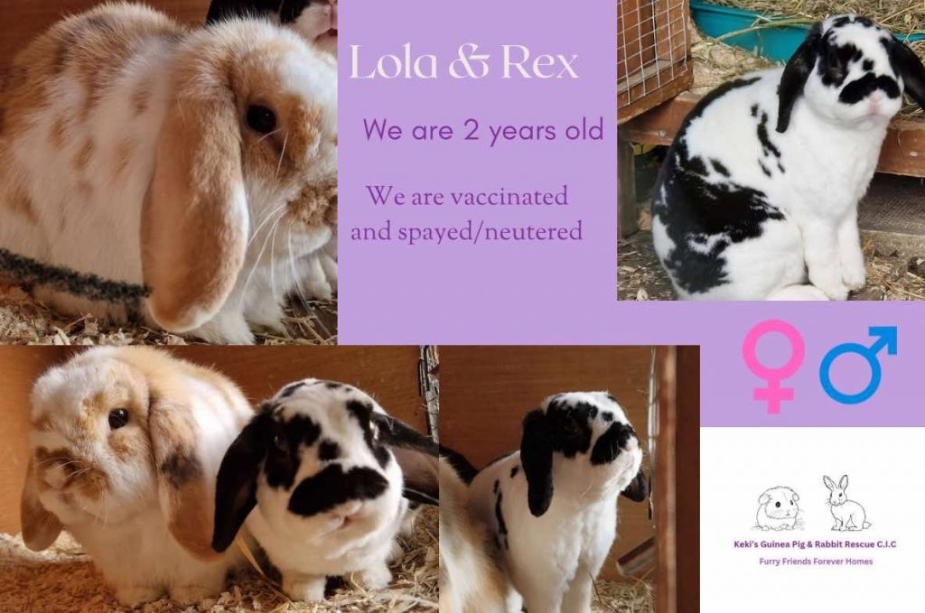 Lola and Rex, 2yo bunnies are looking for their forever home