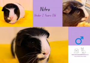 Nitro, under 2yo piggie is looking for his forever home