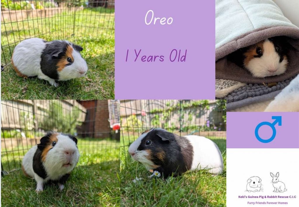 Oreo, 1yo piggie is looking for his forever home