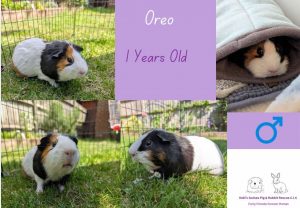 Oreo, 1yo piggie is looking for his forever home