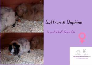 Saffron and Daphine, 4.5yo piggies are looking for their forever home