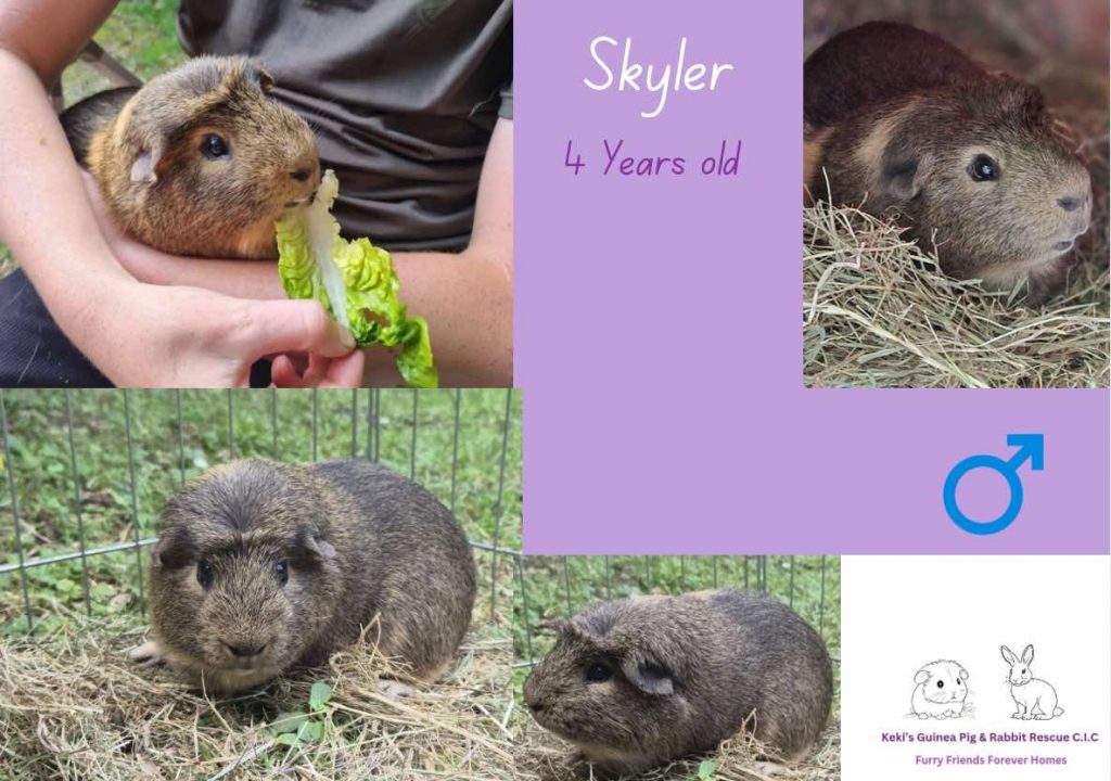 Skyler, 4yo piggie is looking for his forever home
