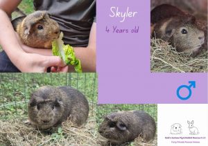 Skyler, 4yo piggie is looking for his forever home