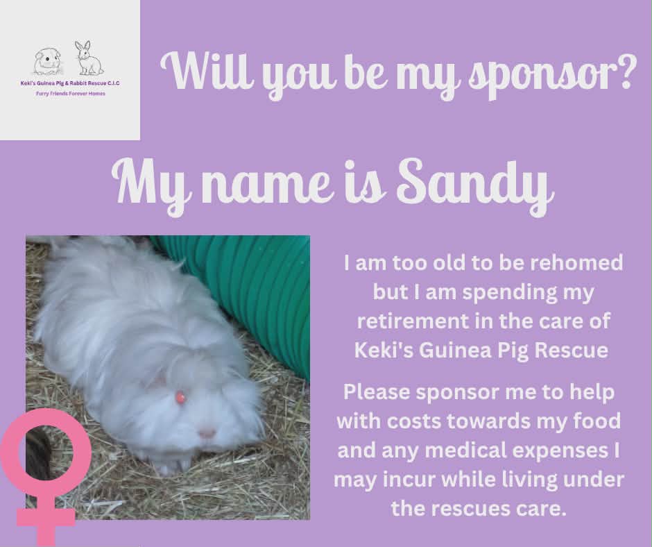 Sponsor Sandy, sanctuary piggie