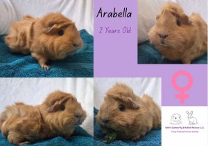 Arabella, 2yo piggie is looking for her forever home