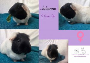 Julienne, 5yo piggie is looking for her forever home