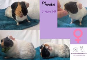 Phoebe, 5yo piggie is looking for her forever home