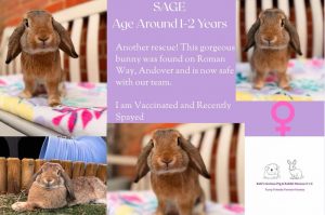 Sage 1yo bunny is looking for her forever home