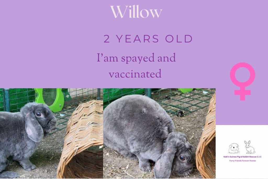 Willow, 2yo bunny is looking for her forever home