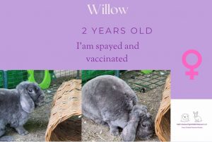 Willow, 2yo bunny is looking for her forever home