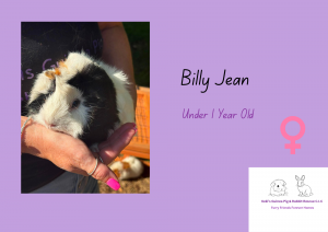 Billy Jean, under 1yo piggie is looking for a forever home