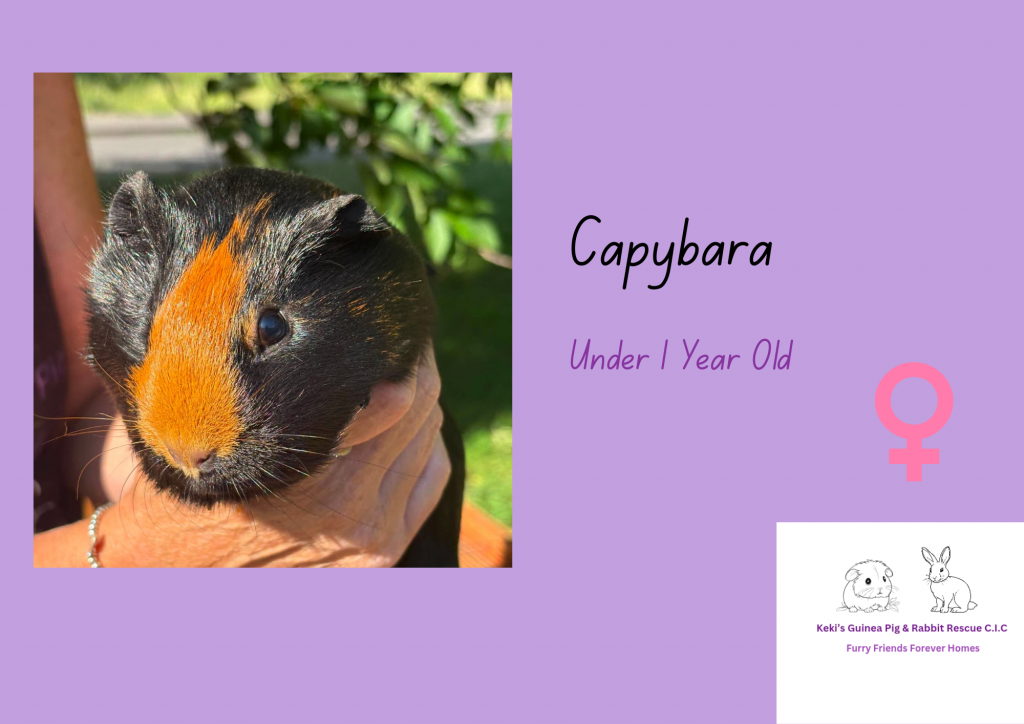 Capybara, 1yo piggie is looking for her forever home