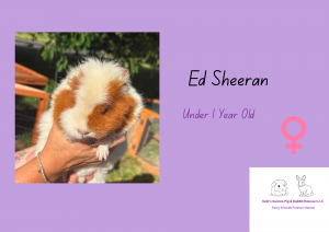 Ed Sheeran, under 1yo piggie is looking for her forever home