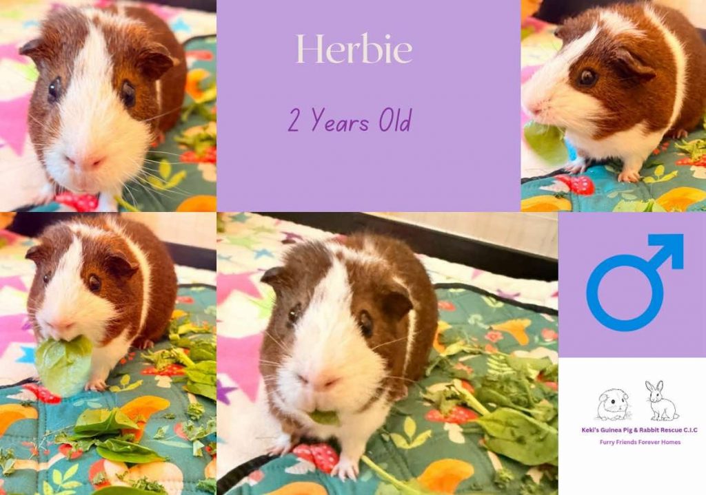 Herbie, 2yo guinea pig is looking for his forever home