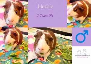Herbie, 2yo guinea pig is looking for his forever home