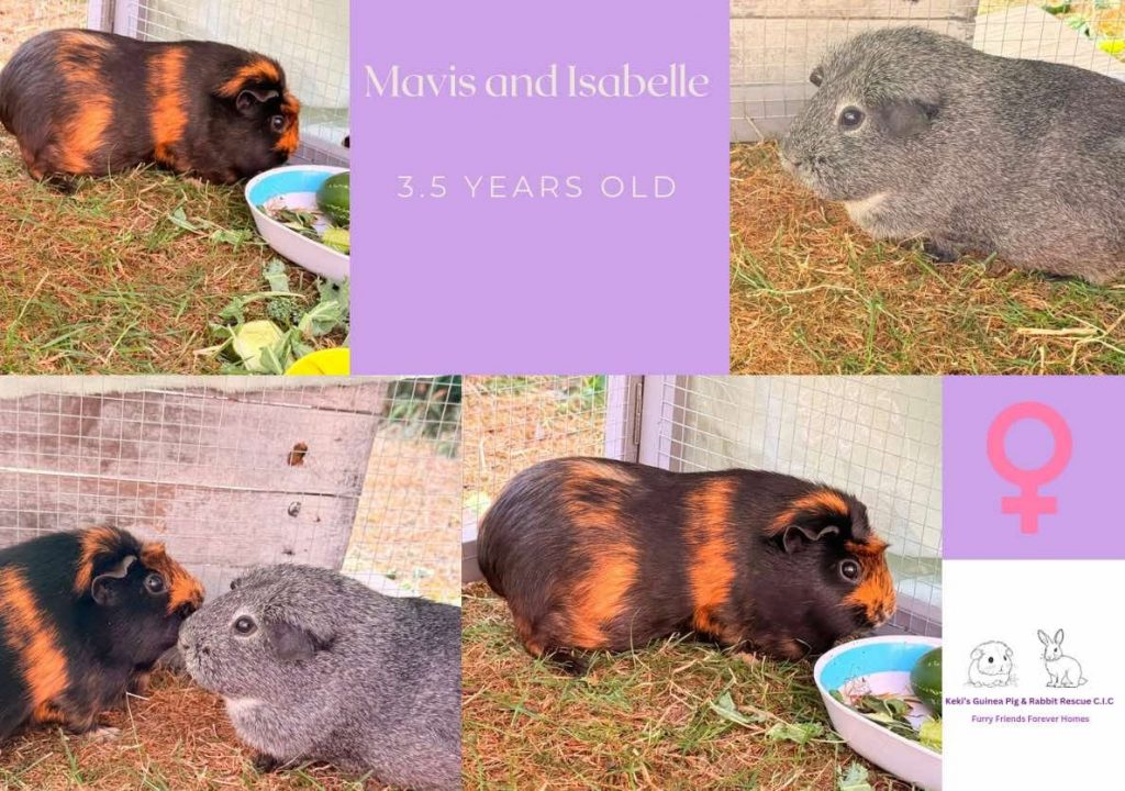 Mavis and Isabelle, 3.5 years old guinea pigs are looking for their forever home