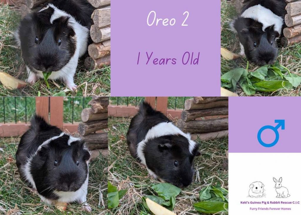 Oreo 2, 1yo guinea pig is looking for his forever home