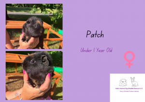 Patch, under 1yo piggie is looking for her forever home